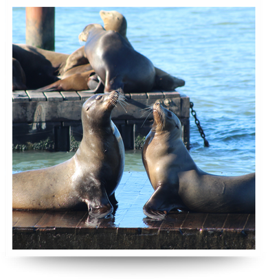 Sea Lions Pier 39